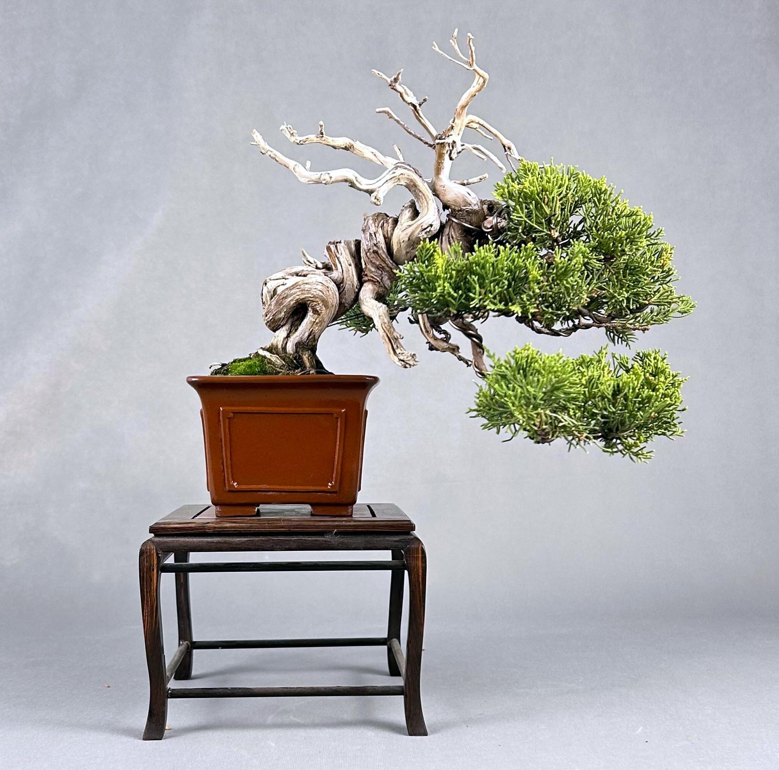 JUNIPERO CHINENSIS ITOIGAWA 2